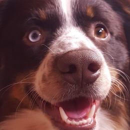 Marley - Miniature Australian Shepherd