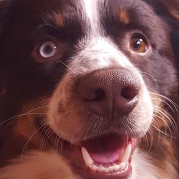 Marley - Miniature Australian Shepherd