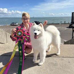 Laney - Samoyed
