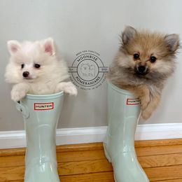 Pomeranians from Moonrise Pomeranians