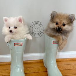 Pomeranians from Moonrise Pomeranians