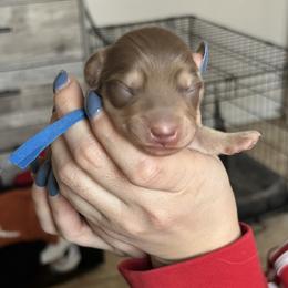 Boy 2 - Glacier is a Chocolate and Cream - Chocolate and cream male Dachshund puppy in Hutto, Texas from R.G. Dachshunds