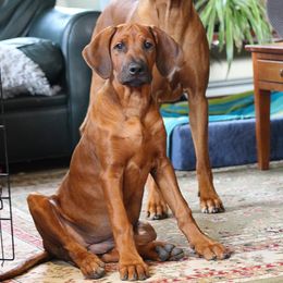 Rhodesian Ridgeback Puppies from Supernova Ridgebacks
