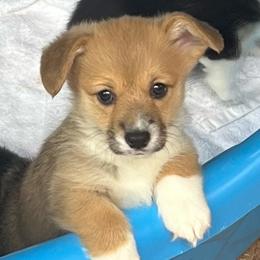 Pretty Precious Please - Red female Pembroke Welsh Corgi puppy in Blaine, Tennessee from Rose Brier Pembroke Welsh Corgis