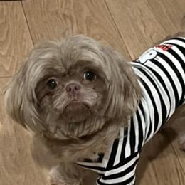 Shih Tzu Puppies from P&B Tzu Tribe