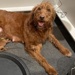 Reba - Labradoodle