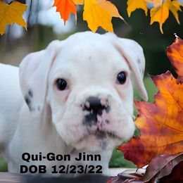 Boy 1 - White Boxer puppy in Holly Lake Ranch, Texas from Von Haus Piner