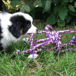 Golden Retrievers and Miniature American Shepherds from Sunrise Miniature American Shepherds
