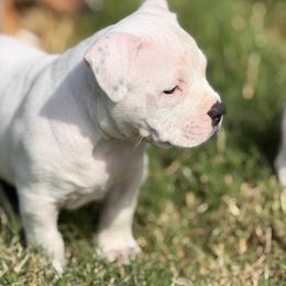 Silver - White female American Bully puppy in Princeton, Texas from District 12 Kennels