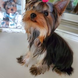 Yorkshire Terrier Puppies from Crystal Palace Yorkies