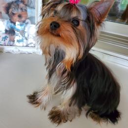 Yorkshire Terrier Puppies from Crystal Palace Yorkies