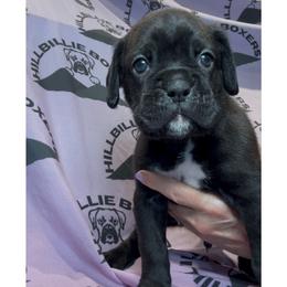 Jester - Brindle male Boxer puppy in Taft, Tennessee from Hillbillie Boxers
