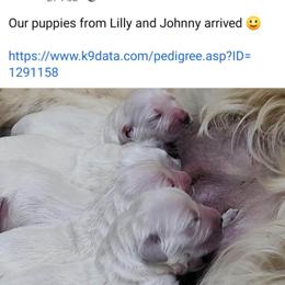 Golden Retriever Puppies from Fiddle In Gold Retrievers