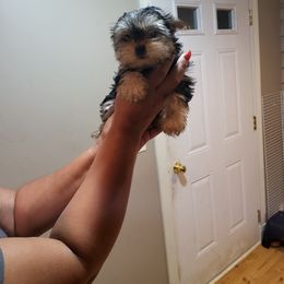 Morkie Puppies from Silvia Gracia