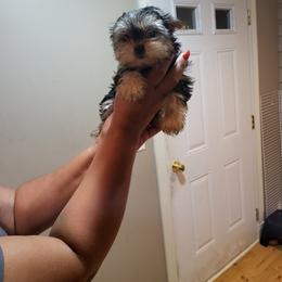 Morkie Puppies from Silvia Gracia