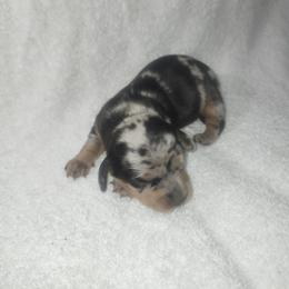 Flower - Dapple female Dachshund puppy in Delano, Tennessee from Walker Ranch Danes & Dachshunds