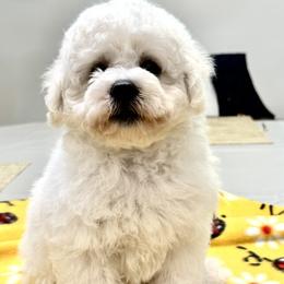 Puppy - White male Bichon Frise puppy in Greenville, South Carolina from Almaza Bichons