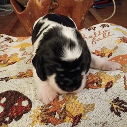 Black collar Dolly - Black and white female English Springer Spaniel puppy in Comer, Georgia from Stratton Spaniels
