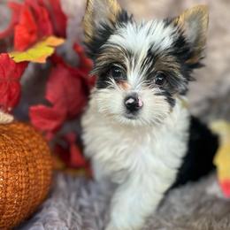 Boy - Parti male Yorkshire Terrier puppy in Riverside, California from Empire Yorkies
