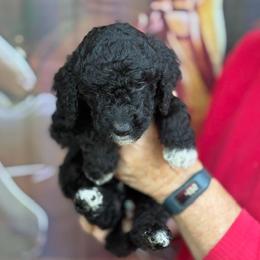 Dark Blue Collar - Black male Goldendoodle puppy in Jacksonville, Florida from Southern Goldendoodles