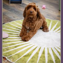 Cannon - Red male Cockapoo puppy in Connersville, Indiana from Deaz Doodle Ranch