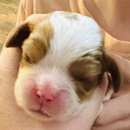 Boy 3 - Cavalier King Charles Spaniel puppy from Solheimar