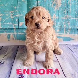 Endora - Golden female Cockapoo puppy in Reidsville, North Carolina from Something to Bark About Dog Training