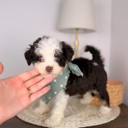 Rocky Road BLUE EYES - male Australian Mountain Doodle puppy in Sweetwater, Florida from Sandy Snout Doodles