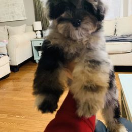 Bernedoodle and Goldendoodle Puppies from Cottrell’s Poodles & Doodles