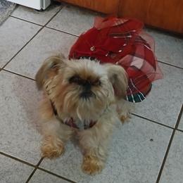 Brussels Griffons from Carol's Brussels Griffon