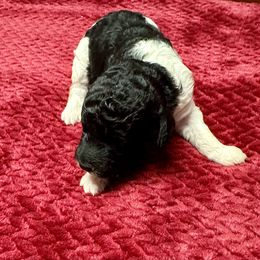 Labradoodle Puppies from Mud Puppies