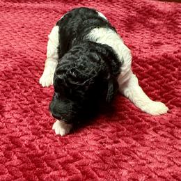 Labradoodle Puppies from Mud Puppies