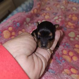 Rachael hold to Christmas - Black and gold female Yorkshire Terrier puppy in Jamestown, Tennessee from Royal  Furbabies