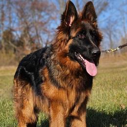 Blondie - Black and red female German Shepherd puppy in Seffner, Florida from Tampa Bay Farm