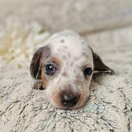 Wellsy Dapple pie girl 2 - Dapple female Dachshund puppy in Herald, California from Bluegum Dachshunds