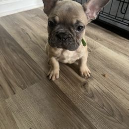 French Bulldog Puppies from DDV French Bulldogs