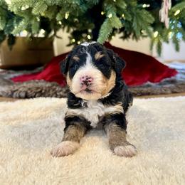 Traditional Tricolor 2 - Tri-color male Bernedoodle puppy in Brooksville, Florida from Kruger Doodles
