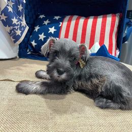 Miniature Schnauzer Puppies from Timeless Miniature Schnauzers