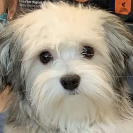 Romeo - Havanese