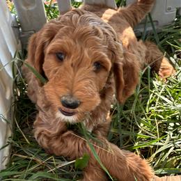 Pepper - Caramel red male Labradoodle puppy in Montrose, Colorado from Ithilien Labradoodles