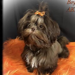 Hershey - Shih Tzu