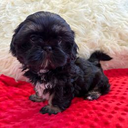 AKC Female Luna Champion Bloodline - Black and tan female Shih Tzu puppy in Long Beach, California from Shih Zu’s of Long Beach