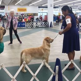 Chloe - Golden Retriever