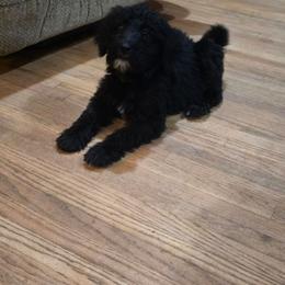 Fennel - Black and white male Aussiedoodle puppy in Wilkinsville, South Carolina from Feather Branch Farm and Kennel