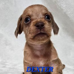 Dexter-soft wirehair - Red male Dachshund puppy in Blair, Oklahoma from North Fork Doxies-Okla
