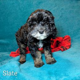 Slate - Black and white male Cockapoo puppy in Sunset, Louisiana from Cano Cockapoos
