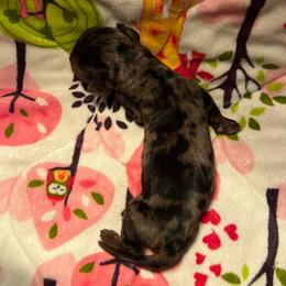 No Mark Dapple Male - Dapple male Dachshund puppy in Red Bud, Illinois from Midwest Miniature Dachshunds