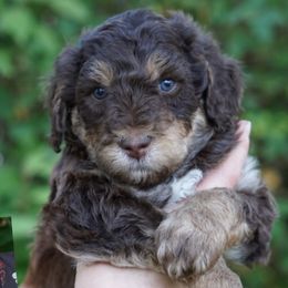 Assorted Doodle Crosses, Aussiedoodles, Bernedoodles, Old English Sheepdogs, and Poodles from Mountain Peak Doodles