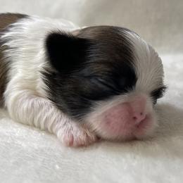 Shih Tzu Puppies from Little Miracles Shih Tzu