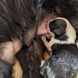 "Trek, first nursing" English Shepherd Puppies from Yellow Wolf Farm